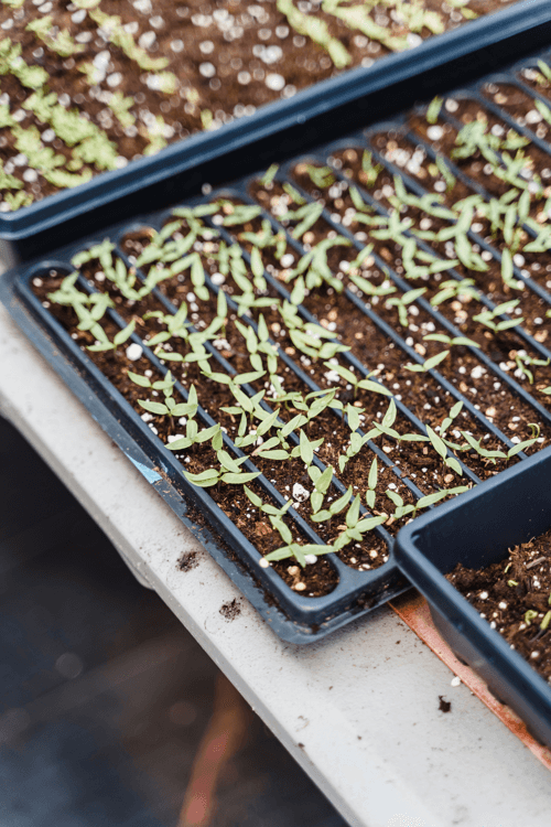 Substrate für Anzuchtbeete: Arten und welches wählen