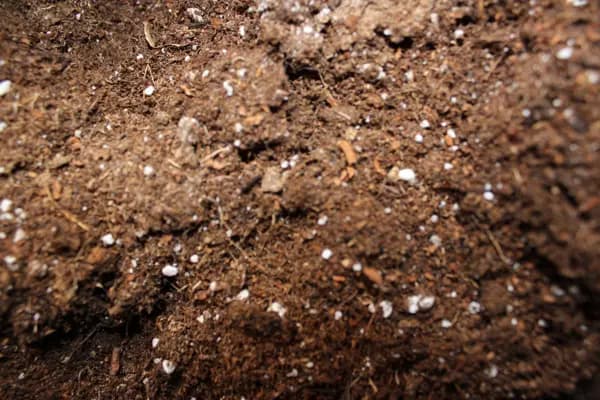 Weißtorf: Was es ist und seine Eigenschaften
