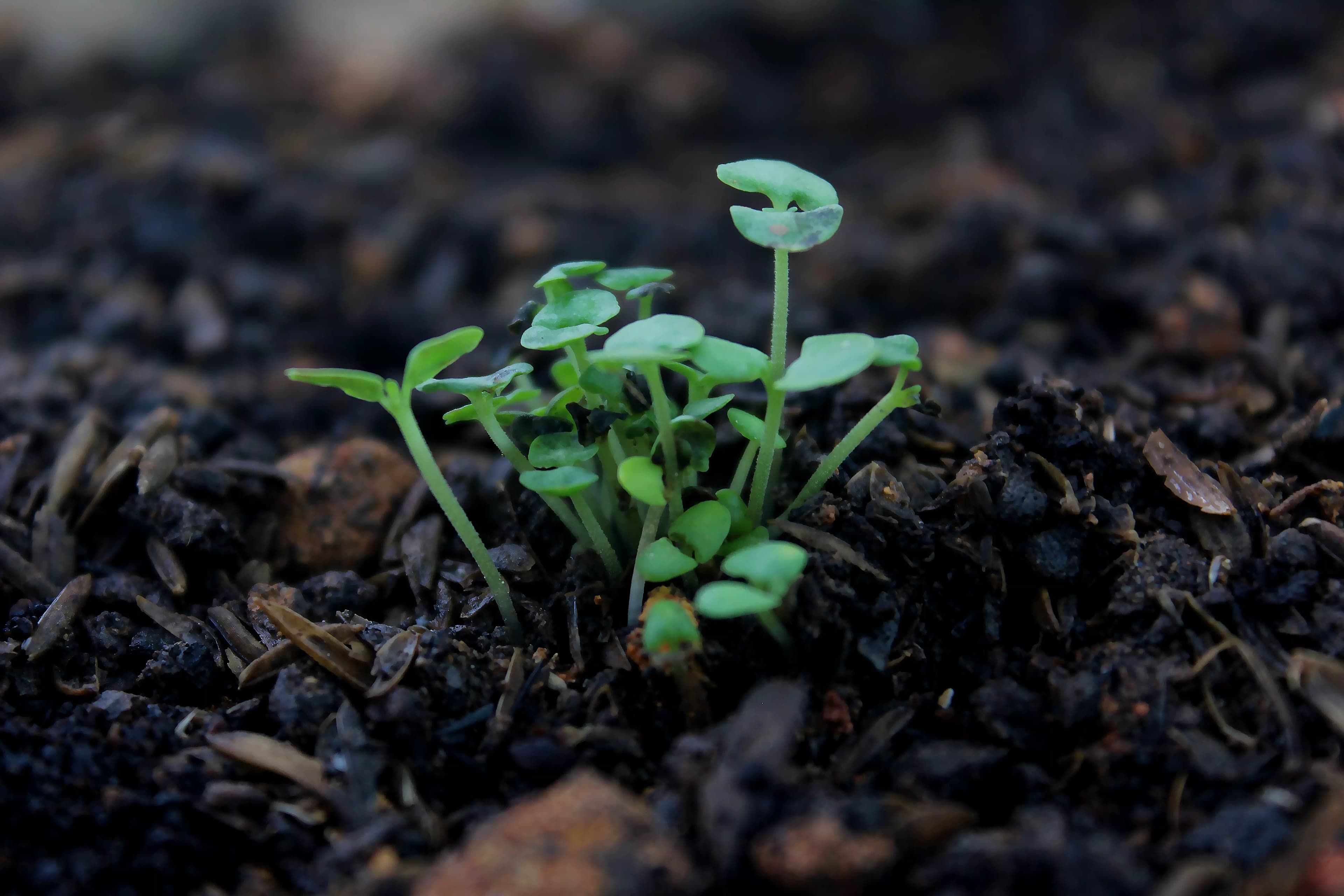 Agroplus Plantas Ácidas